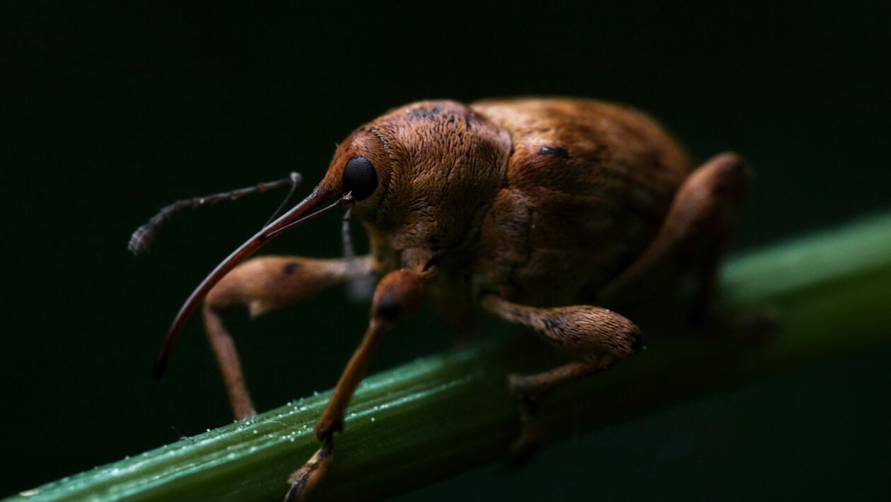 Prechod z jedného statusu na druhý: Načasovanie, proces a riziká zmeny pobytového titulu