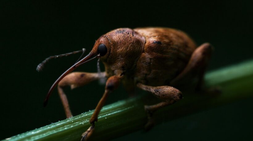 Prechod z jedného statusu na druhý: Načasovanie, proces a riziká zmeny pobytového titulu